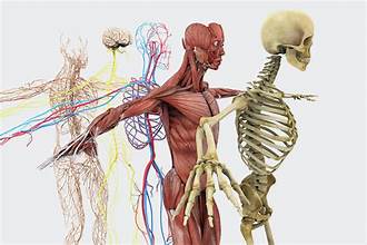 Anatomie